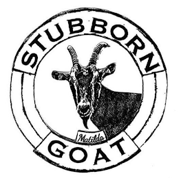 STUBBORN GOAT