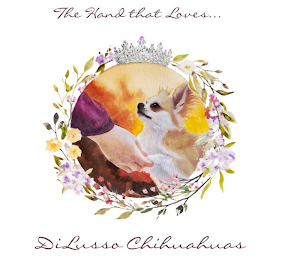 THE HAND THAT LOVES . . . DILUSSO CHIHUAHUAS