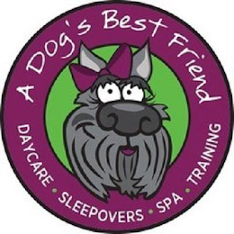 A DOG'S BEST FRIEND DAYCARE · SLEEPOVERS · SPA · TRAINING