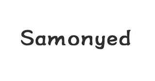 SAMONYED