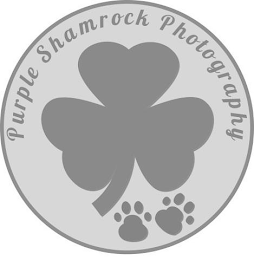 PURPLE SHAMROCK PHOTOGRAPHY