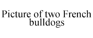 PICTURE OF TWO FRENCH BULLDOGS