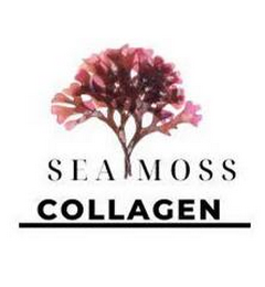 SEA MOSS COLLAGEN