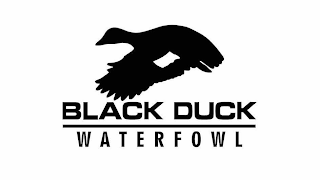 BLACK DUCK WATERFOWL