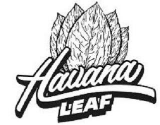 HAVANA LEAF