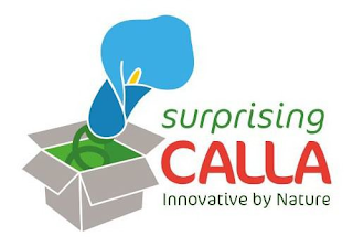 SURPRISING CALLA INNOVATIVE BY NATURE