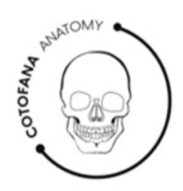 COTOFANA ANATOMY