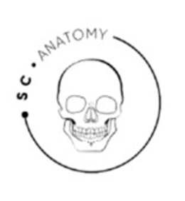 SC ANATOMY