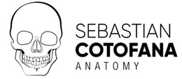 SEBASTIAN COTOFANA ANATOMY