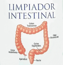 LIMPIADOR INTESTINAL COLON ASCENDENTE APÉNDICE COLON TRANSVERSO COLON SIGMOIDES RECTO COLON DESCENDENTE