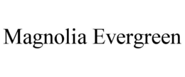 MAGNOLIA EVERGREEN